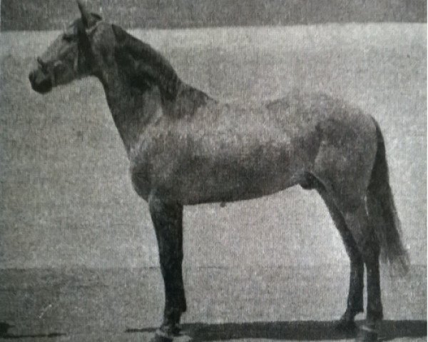Deckhengst Jamonero III (Pura Raza Espanola (PRE), 1953, von Bilbaino III)