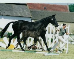 broodmare Hirtennacht (Trakehner, 1995, from Hohenstein I)