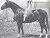 horse Sennermaedel (Hanoverian, 1961, from Sender)