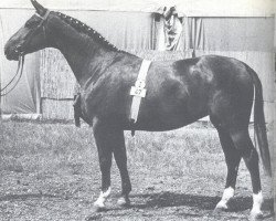 broodmare Sennermaedel (Hanoverian, 1961, from Sender)