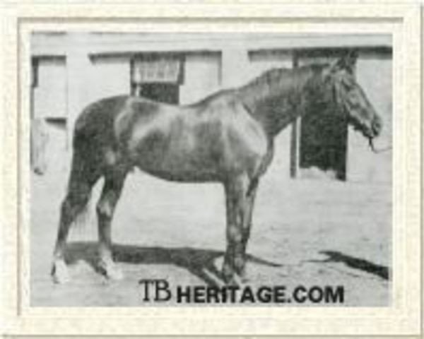 horse Ortello xx (Thoroughbred, 1926, from Teddy xx)