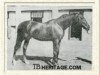stallion Ortello xx (Thoroughbred, 1926, from Teddy xx)