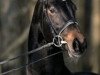 stallion Saskan (Hanoverian, 1992, from Sandro)