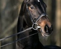 stallion Saskan (Hanoverian, 1992, from Sandro)