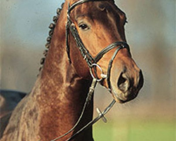 stallion Clapton (Oldenburg, 2002, from Collin L)