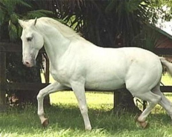 Deckhengst Emir MTV (Lusitano, 1963, von Que-Ba)