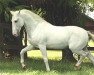 stallion Emir MTV (Lusitano, 1963, from Que-Ba)