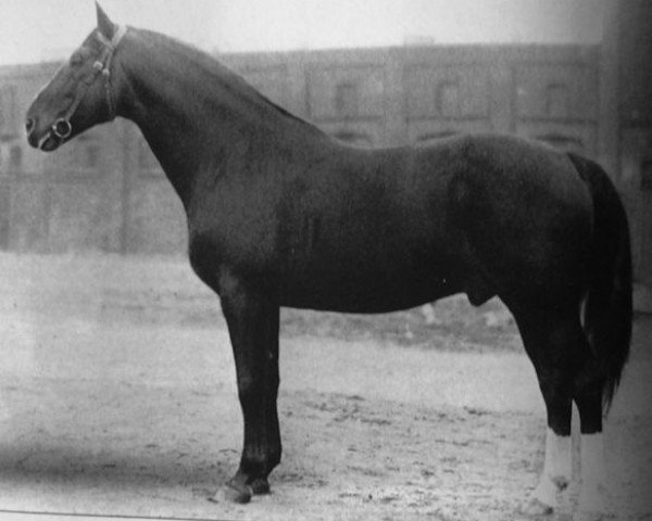 stallion Pirol (Trakehner, 1918, from J.Pilot)