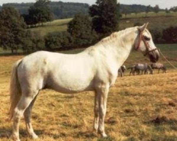 stallion Zool (Lusitano, 1958, from Opalino)