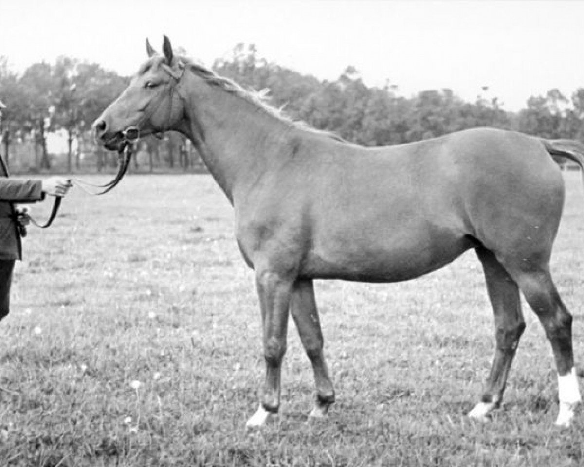 broodmare Blitzmaedel (Trakehner, 1933, from Kupferhammer 3456)