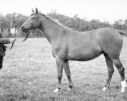 broodmare Blitzmaedel (Trakehner, 1933, from Kupferhammer)