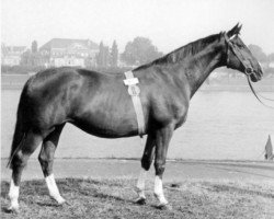 broodmare Blitzrot (Trakehner, 1942, from Hirtensang)