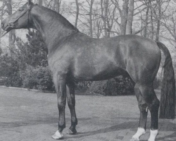 stallion Wettstreit (Hanoverian, 1972, from Wedekind)