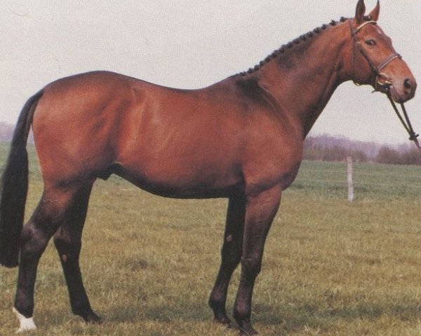 stallion Winston (Hanoverian, 1977, from Wettstreit)