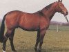 stallion Winston (Hanoverian, 1977, from Wettstreit)