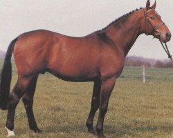 stallion Winston (Hanoverian, 1977, from Wettstreit)