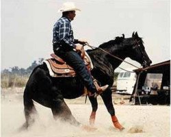 Deckhengst Shades Of Wonder (Quarter Horse, 1983, von Otoe's Wonder)