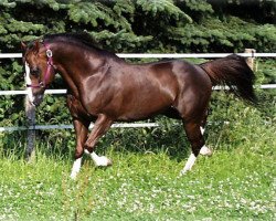 Deckhengst Show Time Freckles (Quarter Horse,  , von Shades Of Wonder)