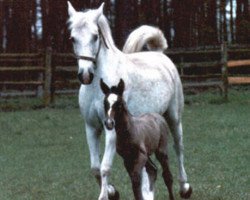 broodmare Pamina X (Oldenburg, 1973, from Shagya XLVI)