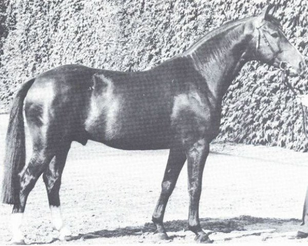 stallion Parvenü (Westphalian, 1969, from Paradox I)