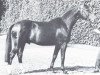 stallion Parvenü (Westphalian, 1969, from Paradox I)