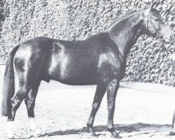 stallion Parvenü (Westphalian, 1969, from Paradox I 1697)