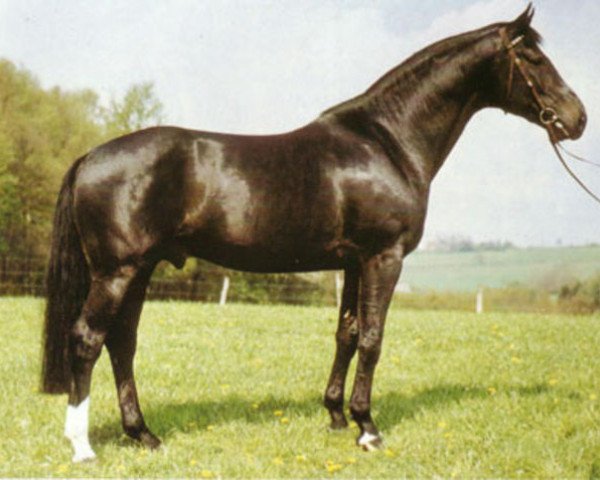 stallion Pazifik (Westphalian, 1980, from Parvenü)