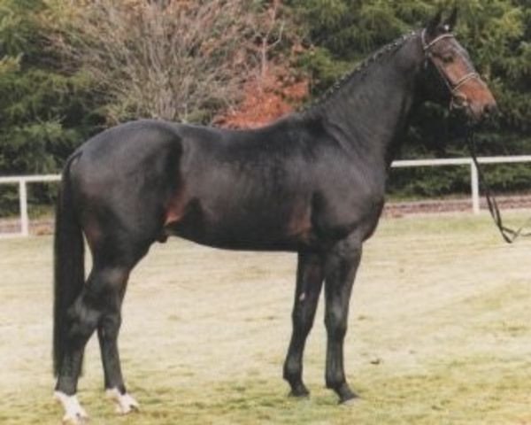 stallion Carbid 3 (Hanoverian, 1990, from Calypso II)