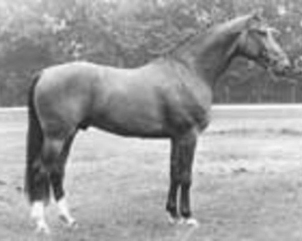 stallion Zandigo (Royal Warmblood Studbook of the Netherlands (KWPN), 1981, from Amor)