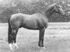 stallion Zandigo (Dutch Warmblood, 1981, from Amor)