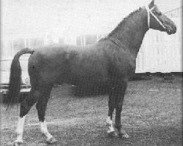 stallion Epigoon (Gelderland, 1963, from Amor)