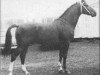 stallion Epigoon (Gelderland, 1963, from Amor)