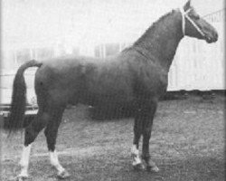 stallion Epigoon (Gelderland, 1963, from Amor)