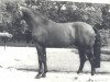 stallion Rotarier (Westphalian, 1979, from Ramiro Z)
