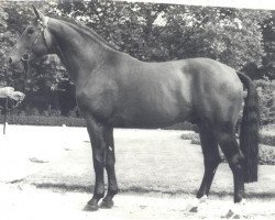 Deckhengst Rotarier (Westfale, 1979, von Ramiro Z)