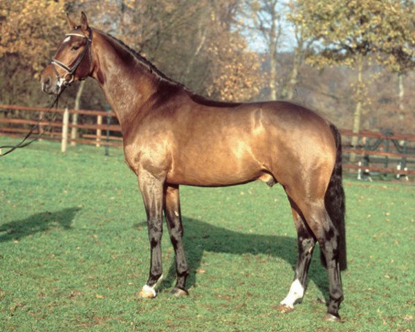 dressage horse Santino (Hanoverian, 2001, from Sandro Hit)