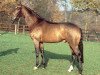 stallion Santino (Hanoverian, 2001, from Sandro Hit)