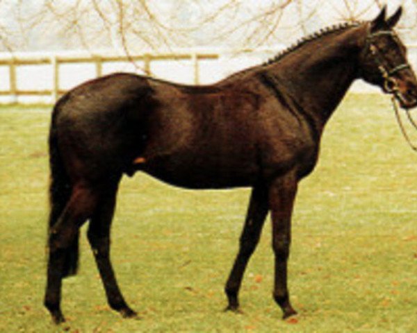 horse Waldstar xx (Thoroughbred, 1987, from Athenagoras xx)