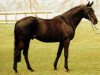 stallion Waldstar xx (Thoroughbred, 1987, from Athenagoras xx)