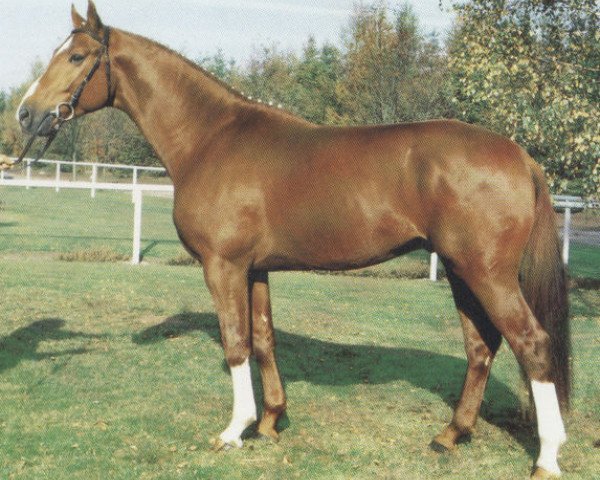 stallion Aleman (Hanoverian, 1987, from Akzent II)