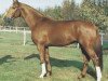 stallion Aleman (Hanoverian, 1987, from Akzent II)