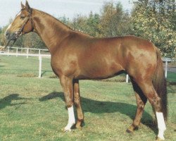 stallion Aleman (Hanoverian, 1987, from Akzent II)