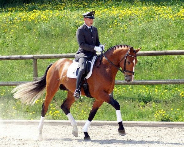 stallion Lancelot Quainton (Holsteiner, 2003, from Lansing)