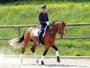 stallion Lancelot Quainton (Holsteiner, 2003, from Lansing)