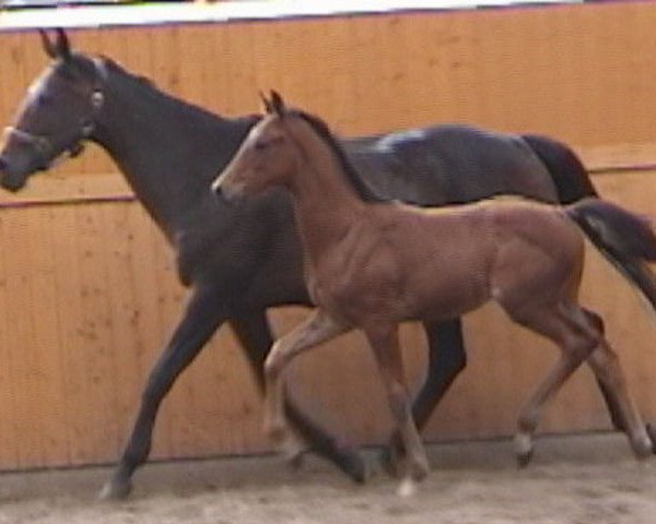 broodmare Santa Lucia xx (Thoroughbred, 1988, from Authi xx)