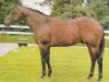 stallion Habitat xx (Thoroughbred, 1966, from Sir Gaylord xx)
