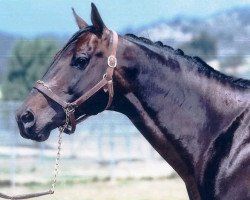 stallion Habitony xx (Thoroughbred, 1974, from Habitat xx)