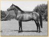 stallion Madruzzo xx (Thoroughbred, 1968, from Kaiseradler xx)