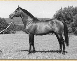 stallion Madruzzo xx (Thoroughbred, 1968, from Kaiseradler xx)