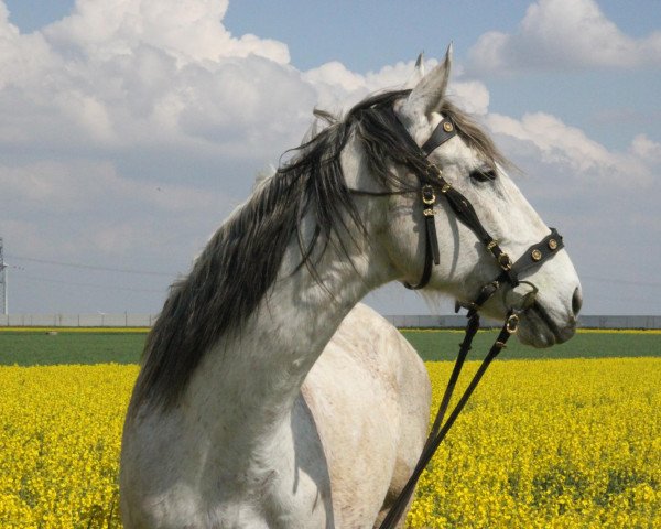horse Calimero (German Warmblood, 1998, from Caro)